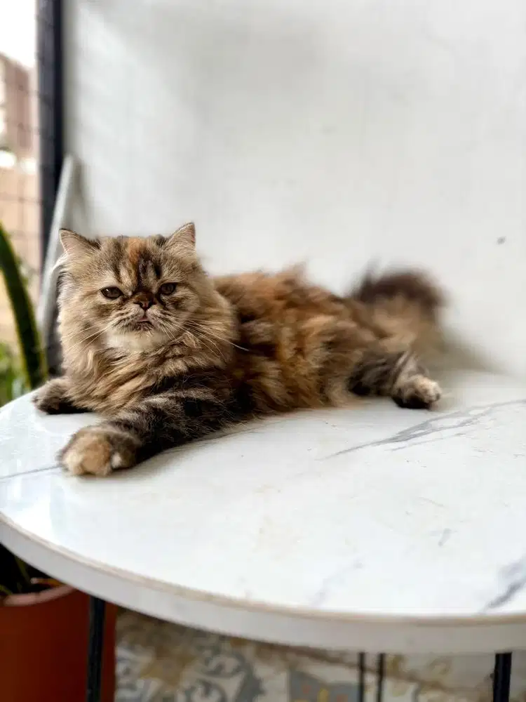 kucing persia betina peaknose