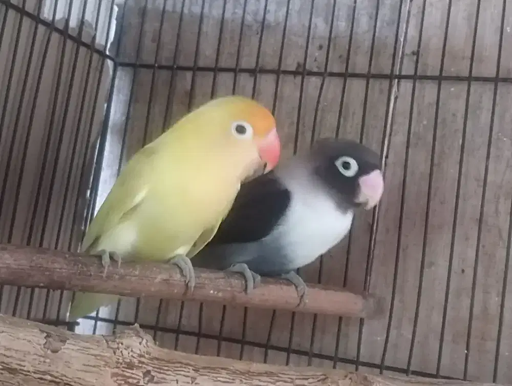 Pasangan resmi mapan