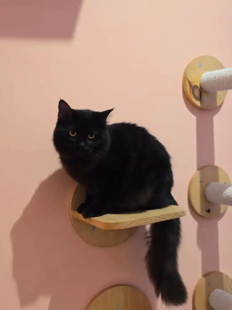 KUCING PERSIAN HIMALAYA