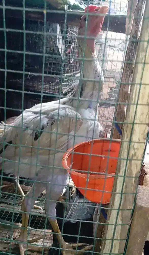 Ayam BK calon tinggi