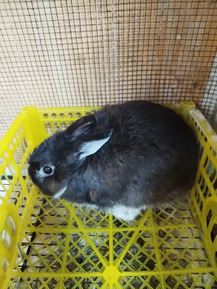 Kelinci ND usia 8 bulan