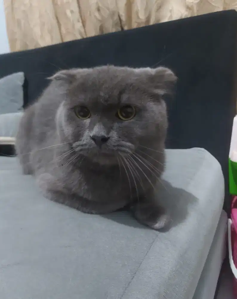 Scottish Fold blue solid