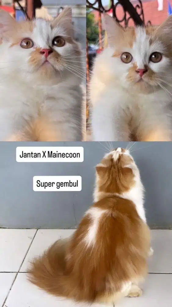 Kucing X Mainecoon