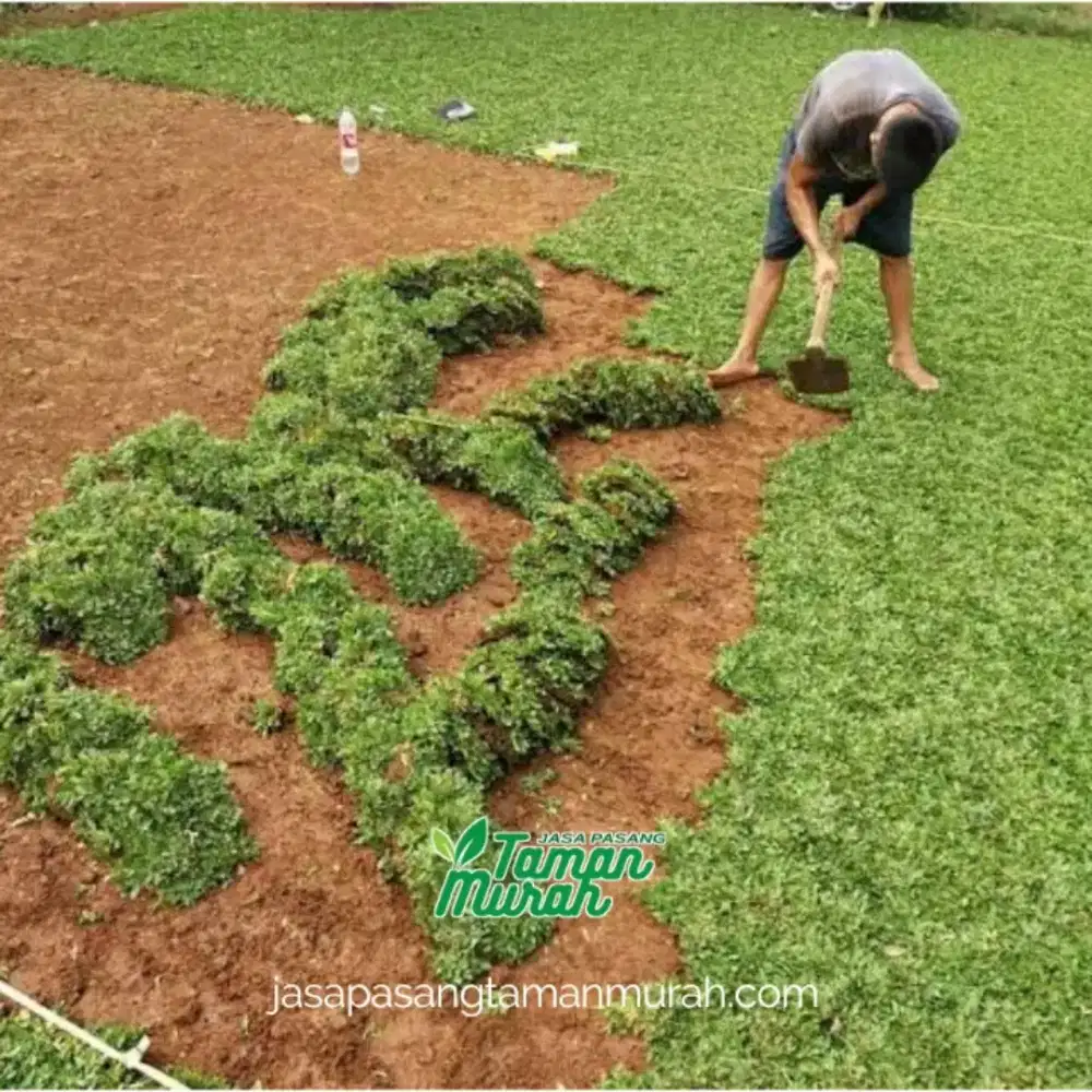 Rumput Gajah Mini Permeter, Pasang Rumput Gajah Mini