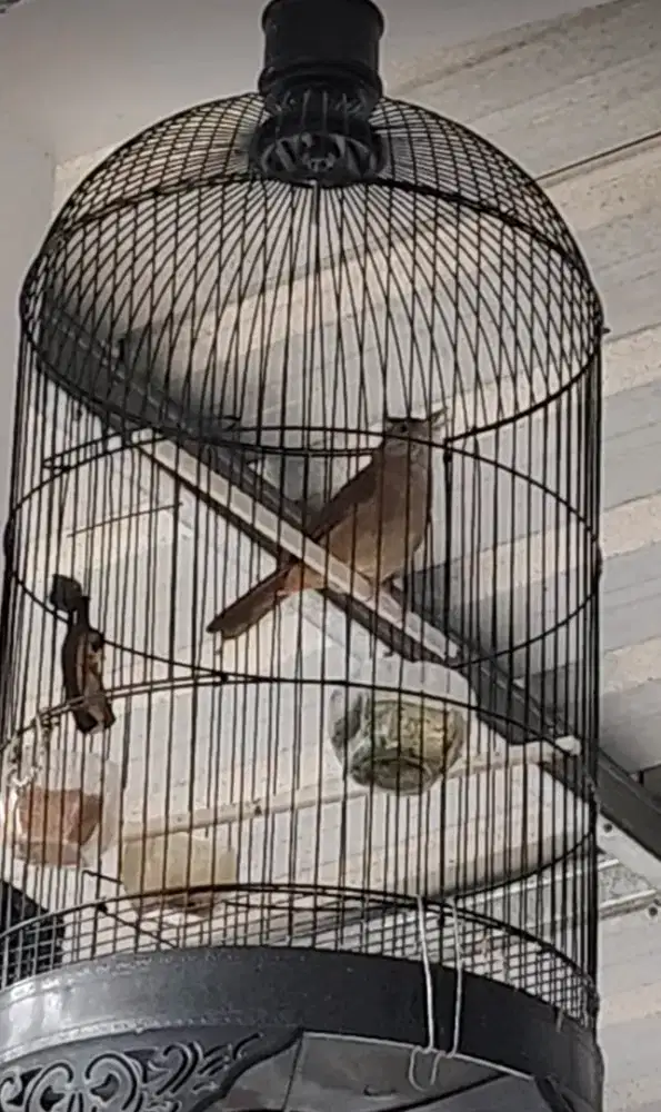 Burung Kapas Tembak Kenari Kacer Pentet Murai