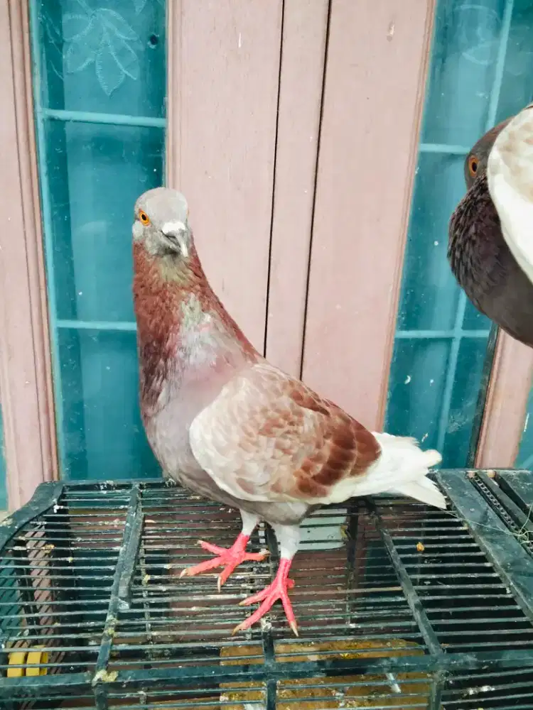 Burung dara sepasang giring