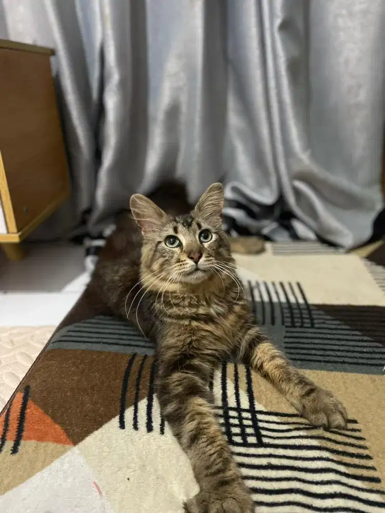 Mainecoon jantan 6bln