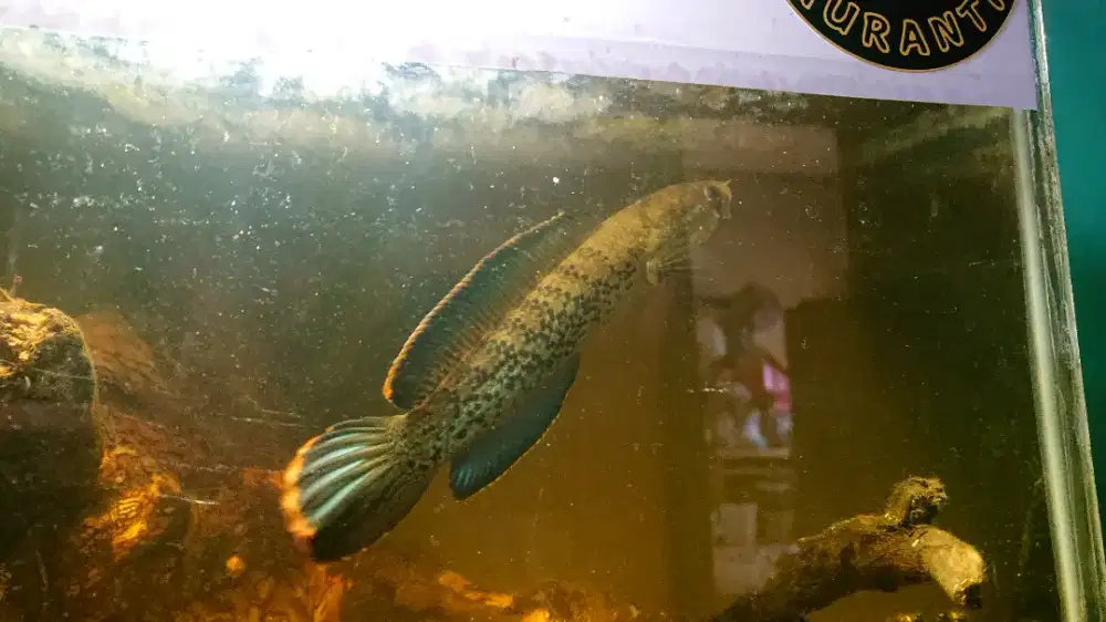 channa stewarti uk 13/14cm landasan ulin