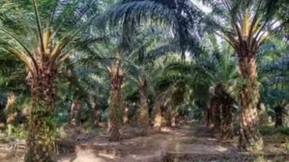 Panen sawit khusus bagian panen sawit