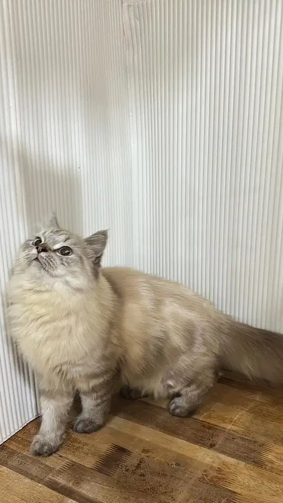 kucing persia jantan