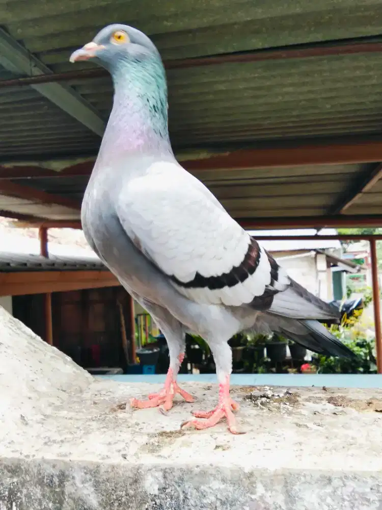 Burung dara sepasang giring keras