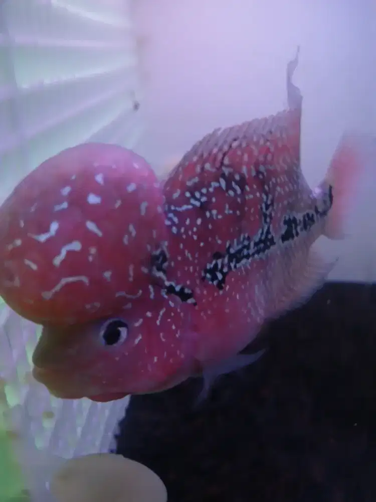 Ikan Louhan Kamfa (Boomhead)