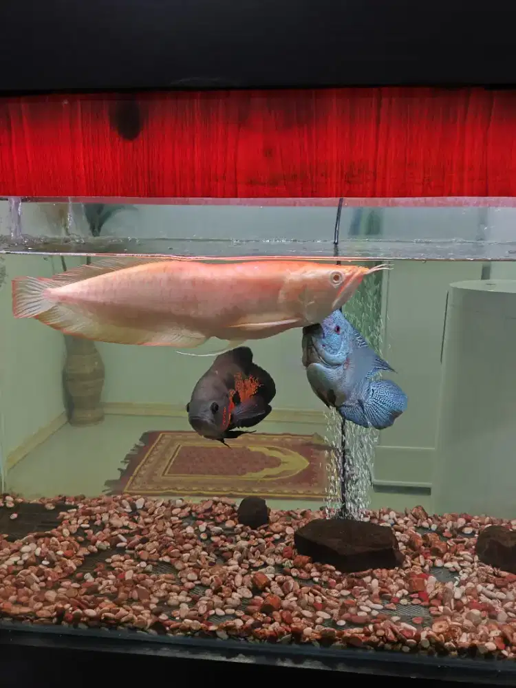 Arwana Albino Bengkok