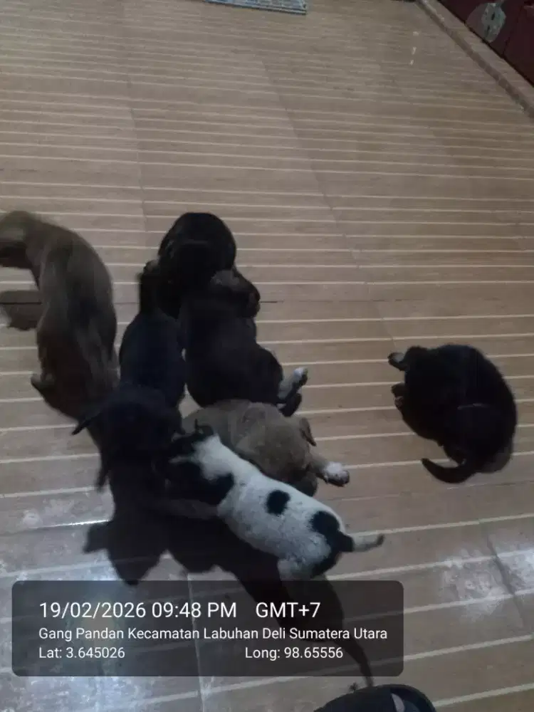 Jual anak anjing 100rb/ekor