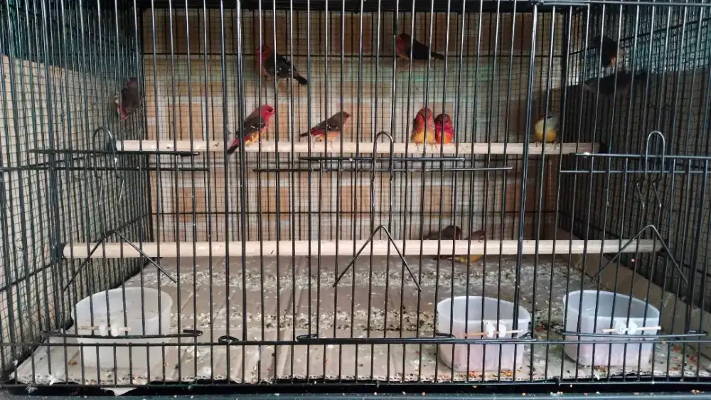 Burung strobery finch