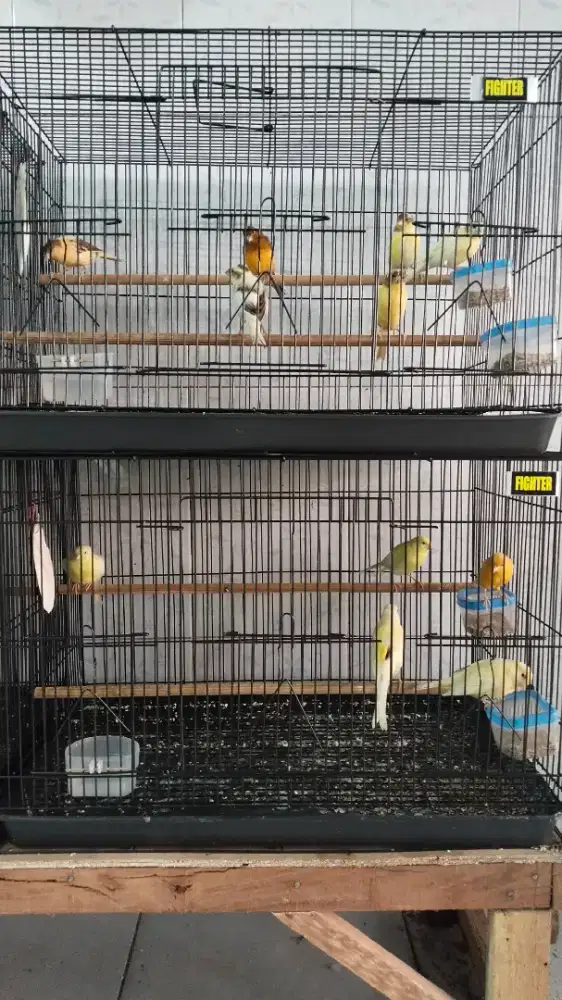 Burung kenari bahan