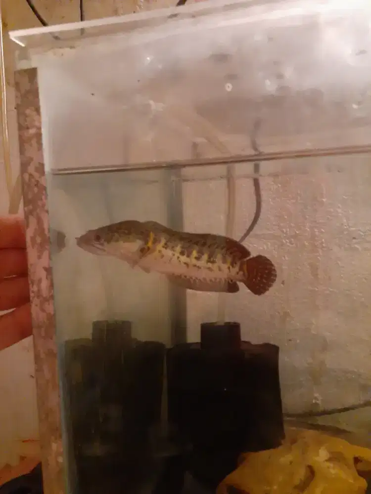 channa auranti minusan