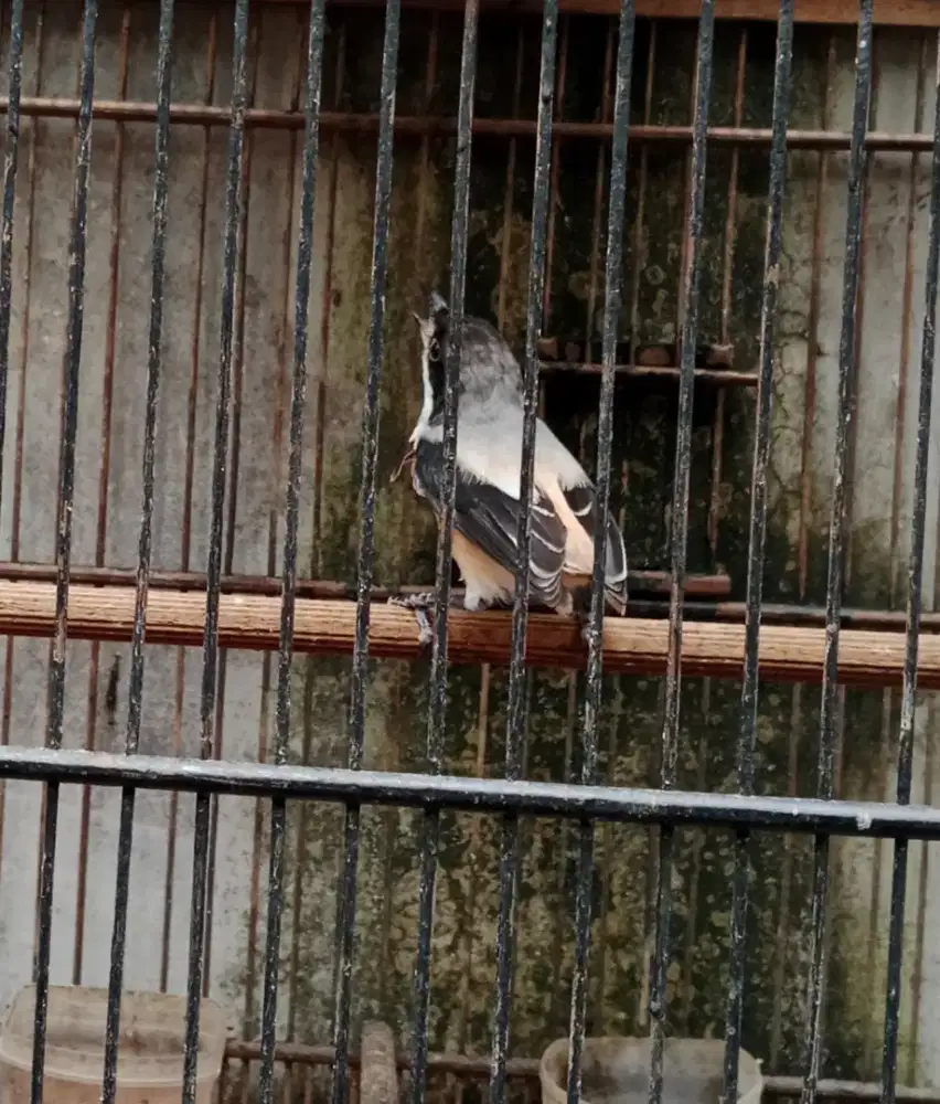 Burung cendet kepala hitam