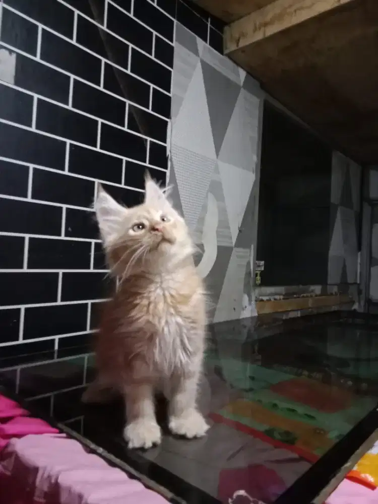 Janta msincoon non ped