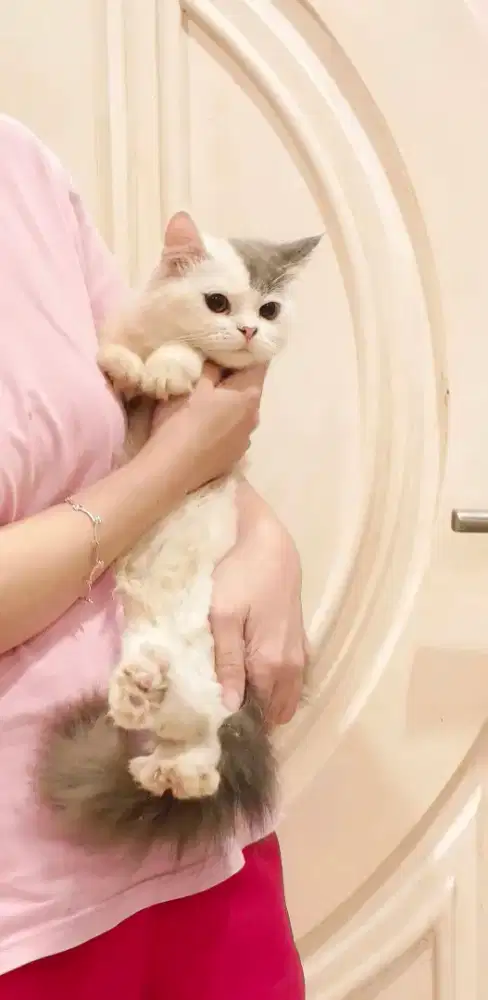 Kitten Persian Jantan 5 bln