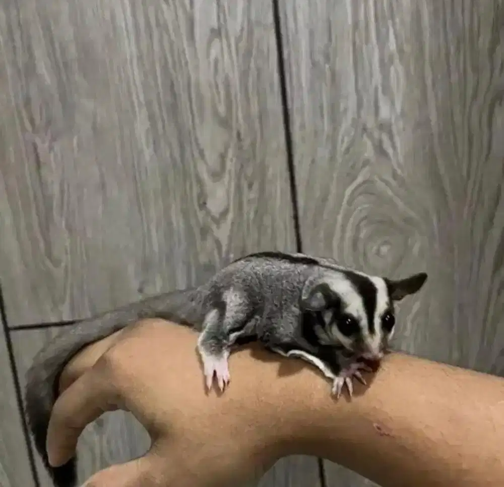 Sugar Glider Classic Grey CG double Het Albino Leu