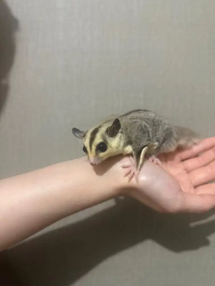 Sugar Glider WhiteFace WF double het Albino Leu