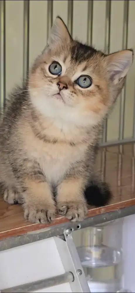 BRITISH SHORTHAIR BSH GOLDEN BETINA