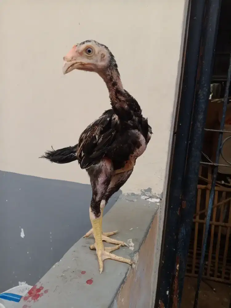 Shamo eropa line zuther