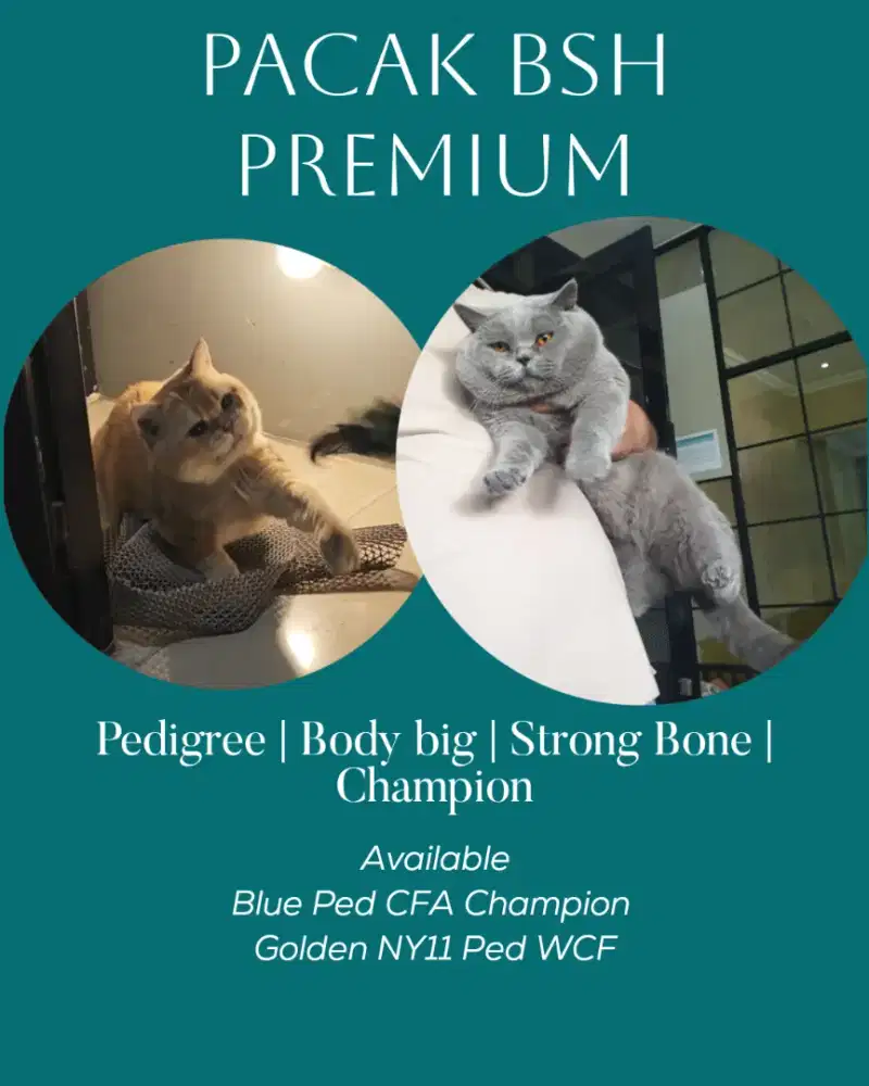 Jasa pacak BSH Premium