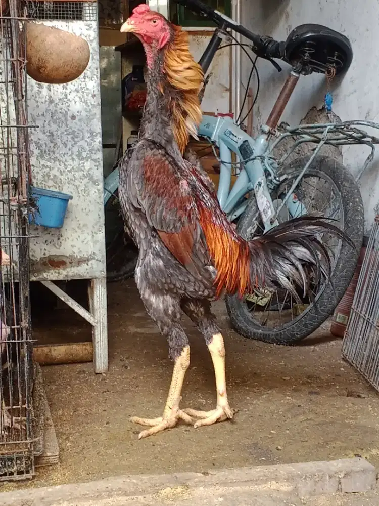 Shamo eropa line zuther