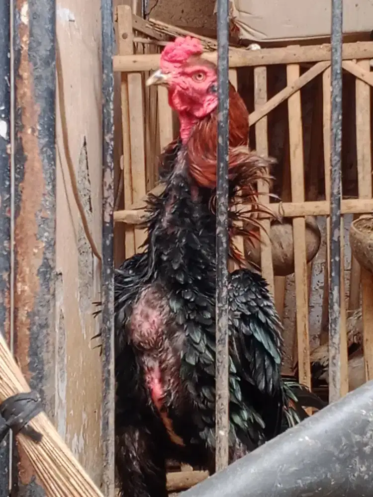 Shamo eropa line zuther