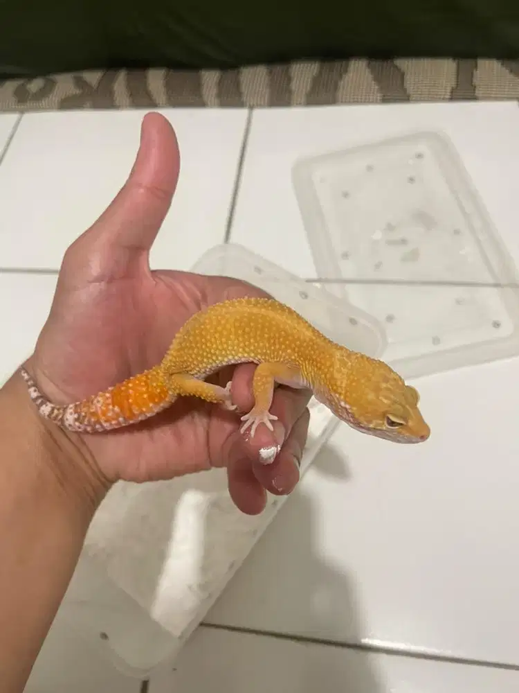 gecko shtct het tremper