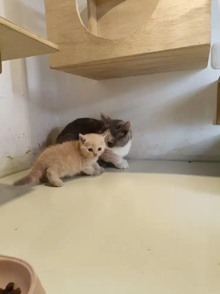 Kucing BSH mix scotish