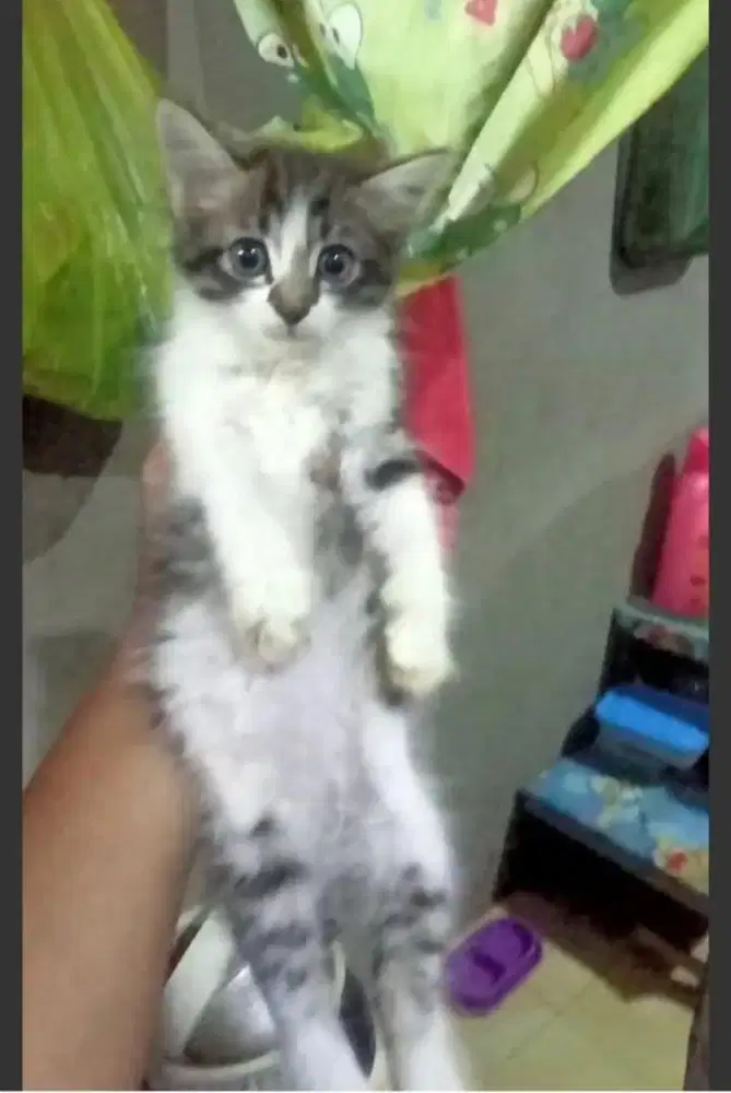 Kitten mixdome jantan