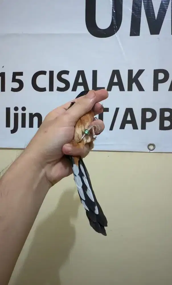 murai batu betina siapan BALAK RAJA 8 ORI SABANG LINE MURNI EKOR 16cm