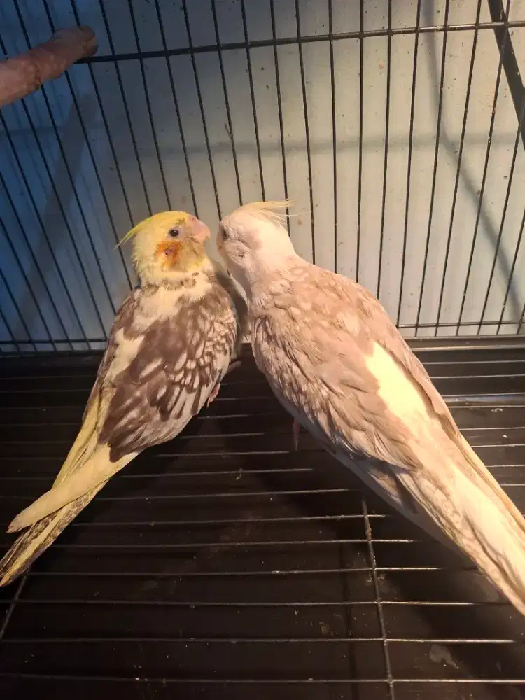 Burung falk / parkit australia