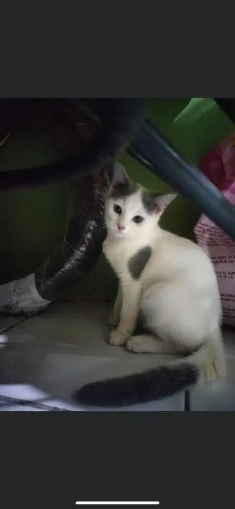 Kucing mixdome betina