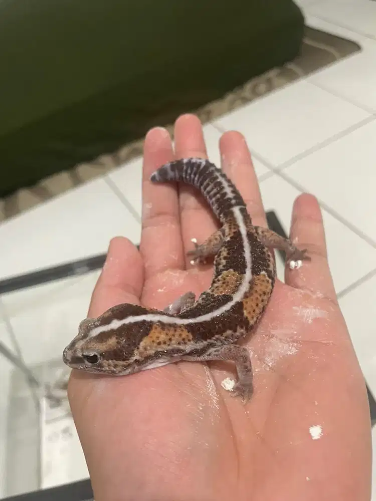 Gecko Stripe Het Amel (female)