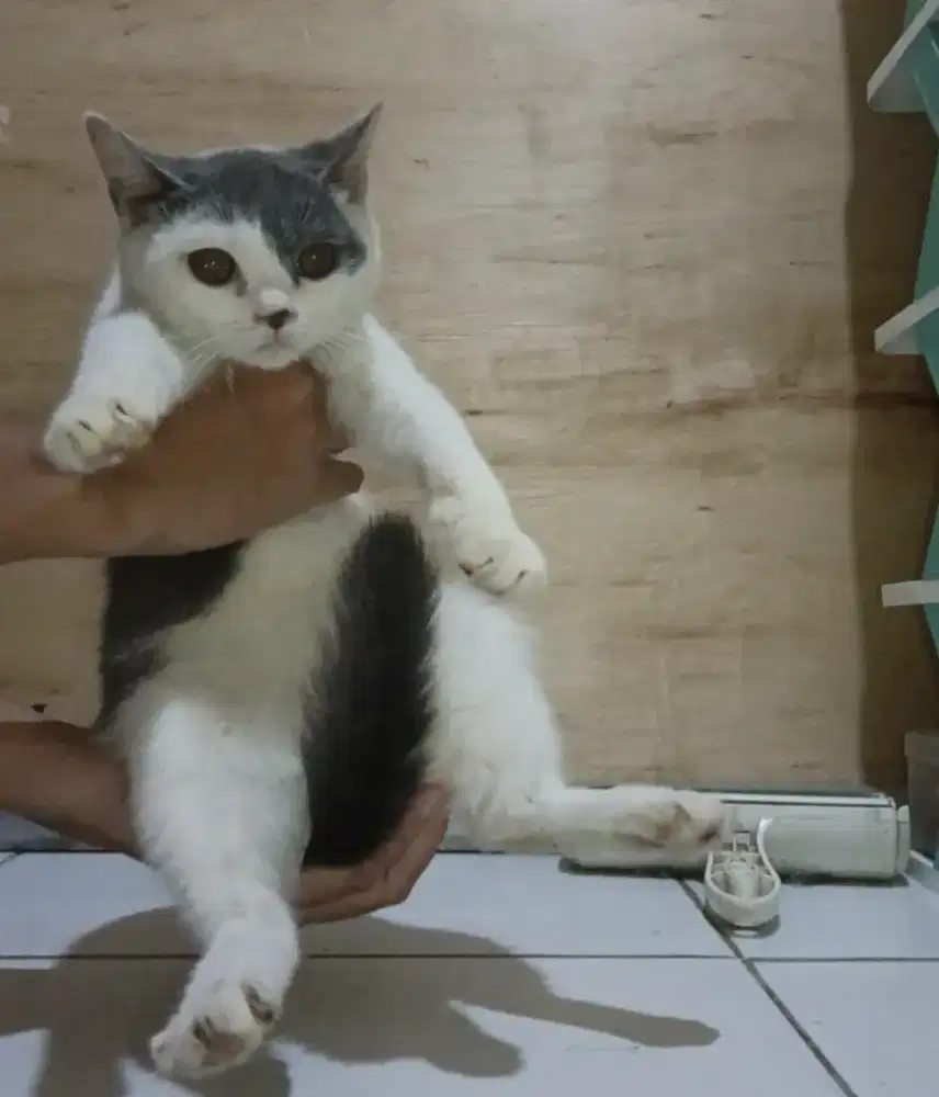 Bsh blue collor female