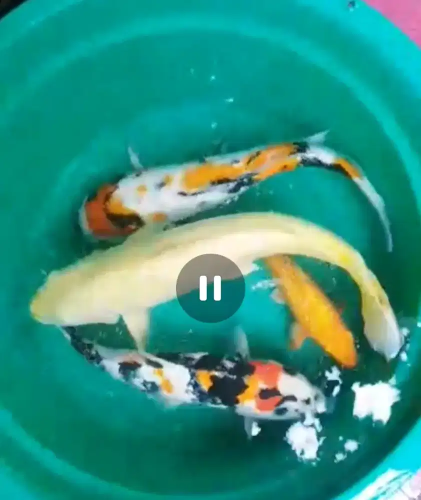 Borongan murah ikan koi