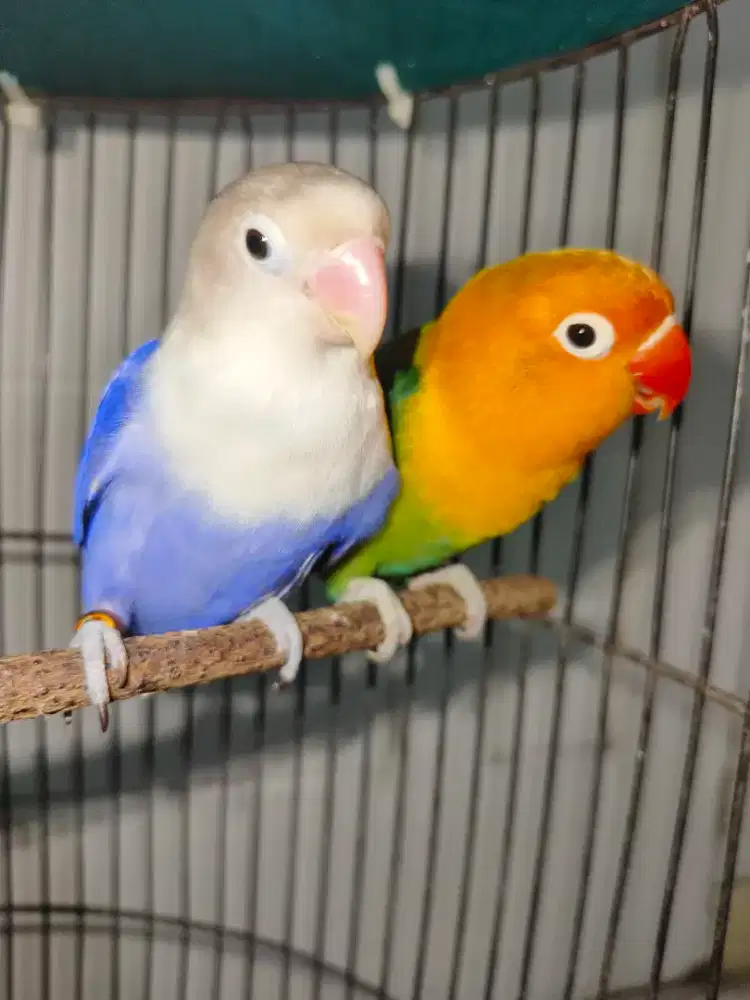 Lovebird biola sepasang