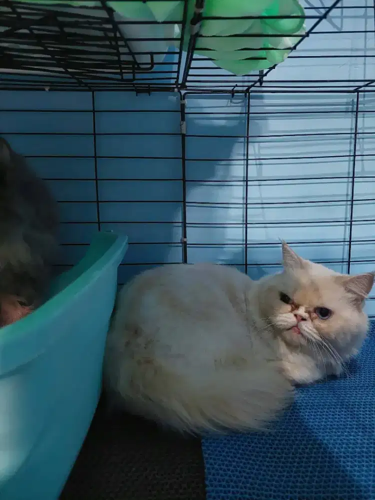 Kucing persia peaknose himalaya red point