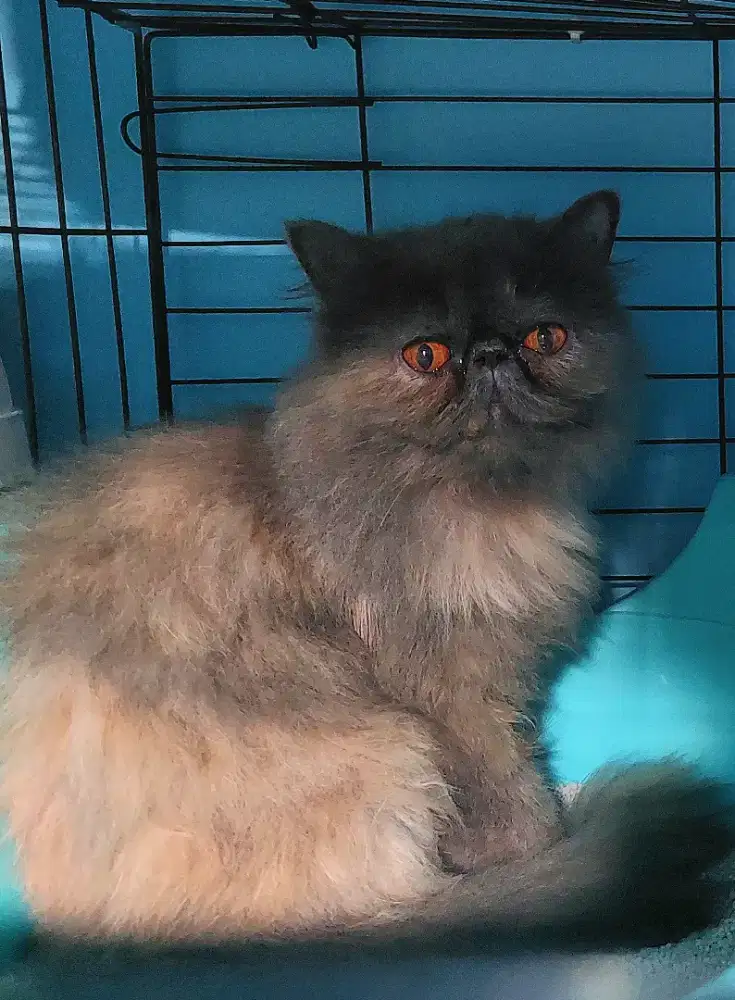 Kucing persia Peaknose Extreme indukan