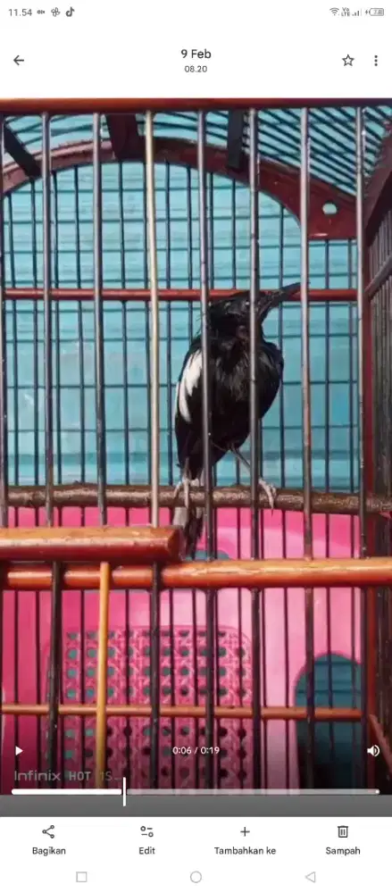 jadiin burung kenari sepasang