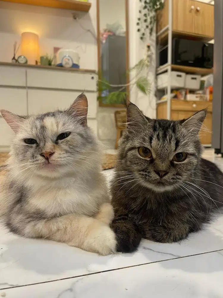 DIBUTUHKAN ADMIN UNTUK JUAL KUCING DAN NGURUS KUCING