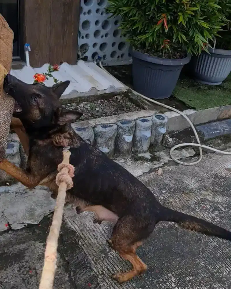 Semi hibah Belgian malinoise indukan