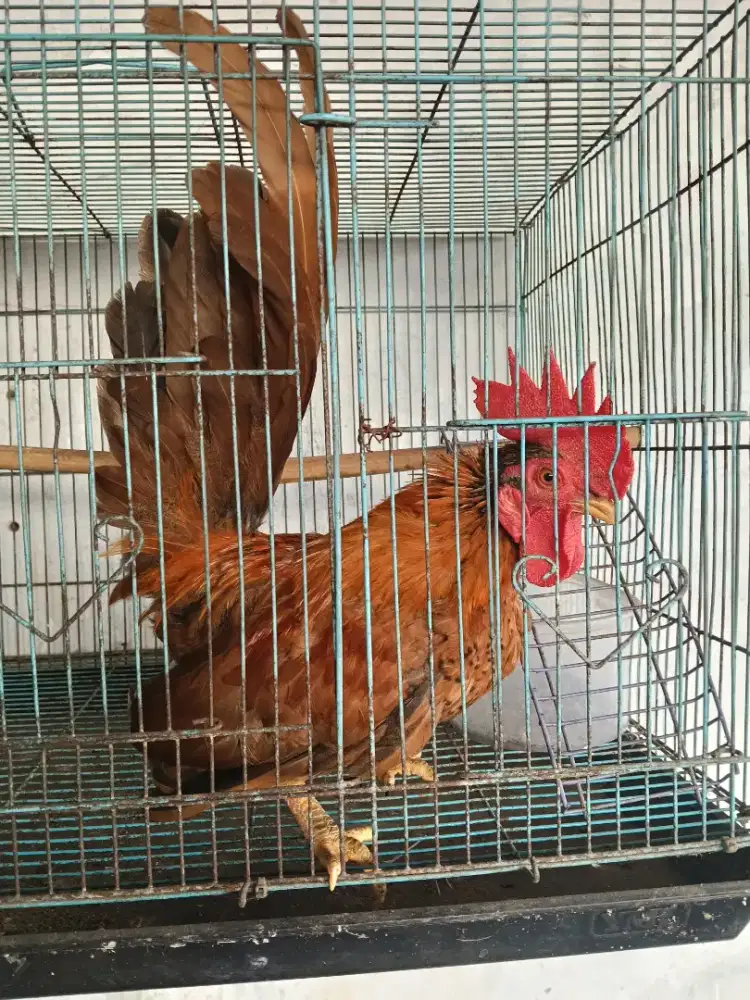 jual ayam Kate sepasang