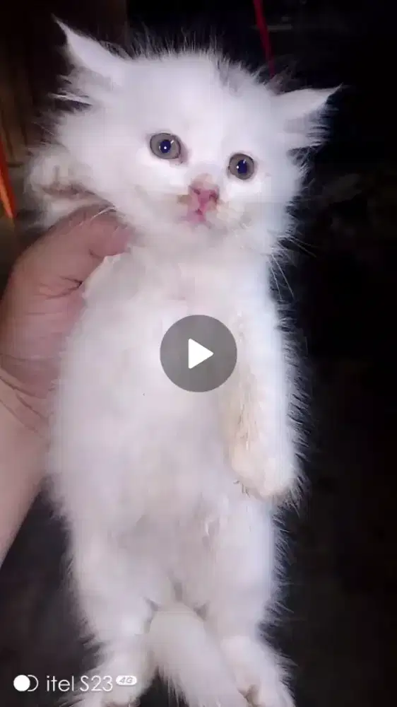 Kucing Persia medium usia 2 bulan putih dan hitam 2 ekor