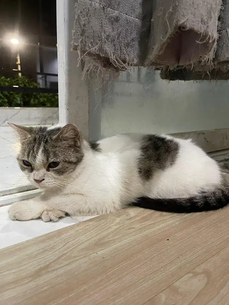 LEPAS ADOPT KUCING MIX PERSIAN FOR FREE AMBIL KERUMAH