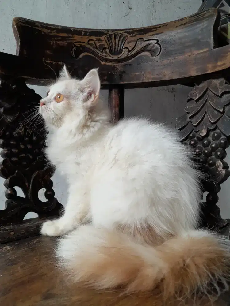 Kucing persia/Betina/4 bulan